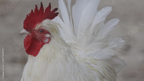 White bantam rooster crowing close up on a farm