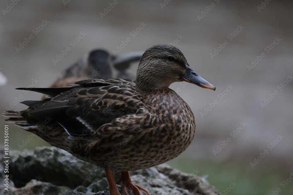 Fototapeta premium Female mallard duck standing on a rock looking right