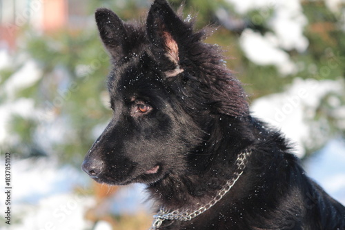 A beautiful black German Shepherd puppy with brown eyes on a snowy background