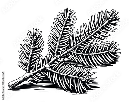 Detailed etching of a pine branch with needles and small cones, perfect for seasonal promotions and nature themed projects.