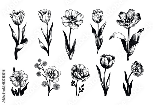 Collection of detailed hand drawn botanical sketches featuring various tulips and other wildflowers in a classic black and white linework style for naturalistic designs and floral themes.