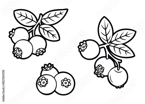 Black and white outline graphics of ripe blueberries on branches with leaves, perfect for healthy food branding, recipe cards, or springtime nature themes.