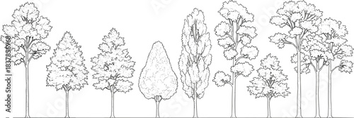 Line art illustration of various deciduous and coniferous trees in profile against a white background, representing different species and shapes