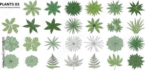 Botanical Illustrations: Overhead view of a diverse collection of detailed plant and foliage drawings, offering a fresh, artistic perspective for various design applications. 