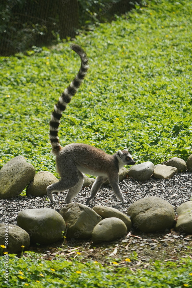 Fototapeta premium Cute little Ring Tailed Lemur at Hamilton Zoo