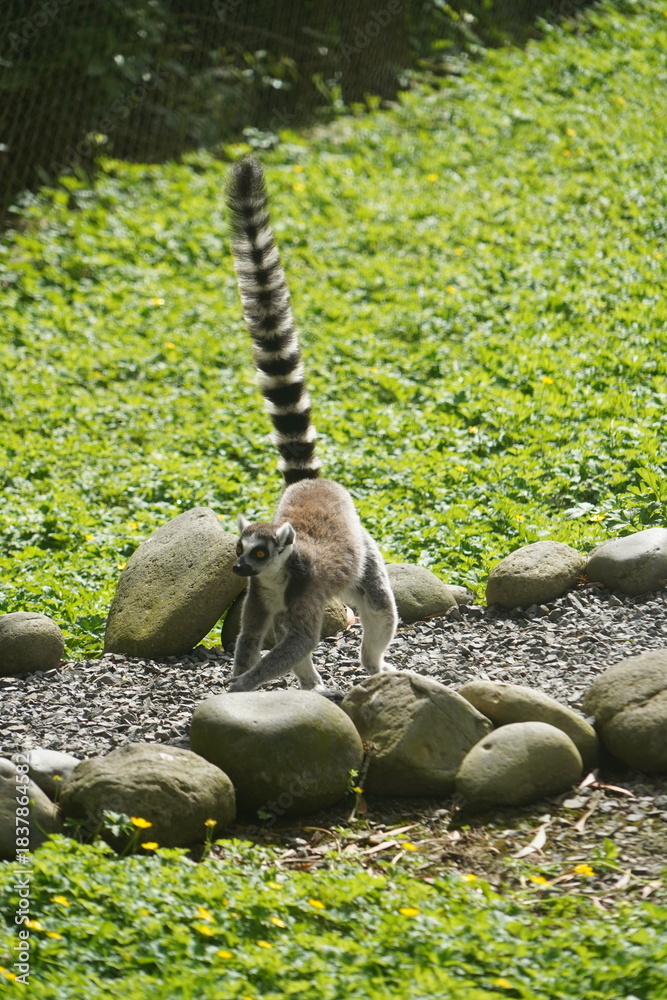 Fototapeta premium Cute little Ring Tailed Lemur at Hamilton Zoo
