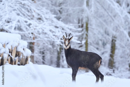 Winter scene with a beautiful chamois. A chamois in winter forest.  Rupicapra rupicapra