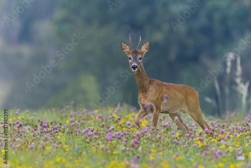 A beautiful portrait of a roebuck in the nature habitat. Capreolus capreolus. A roe deer walks through a beautifully blooming summer meadow