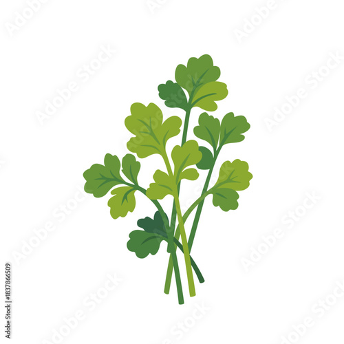 Fresh green parsley herb leaves bunch, isolated flat style vector illustration