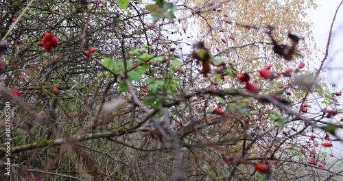 red rosehip fruits on shrub branches in the autumn season, beautiful rosehip fruits in cloudy autumn weather on a foggy morning