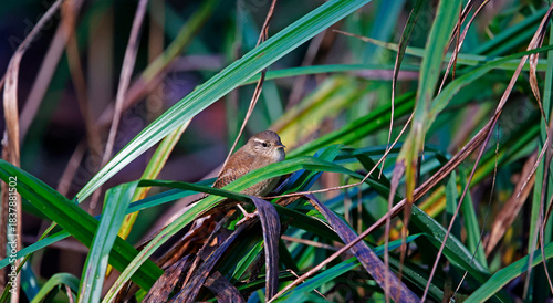 Wren searching for food in the woods