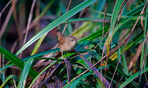 Wren searching for food in the woods