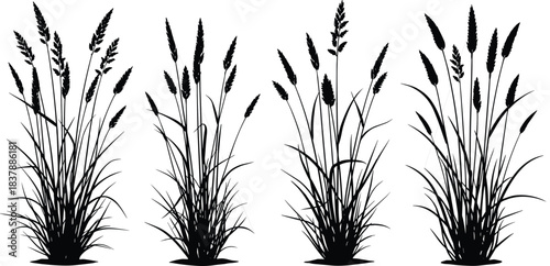 Black Silhouette Set of Four Diverse Tall Wild Grasses or Cereal Plants with Seeds and Spikes, Detailed Botanical Design Flat Vector Illustration, cad drawing flat vector illustration