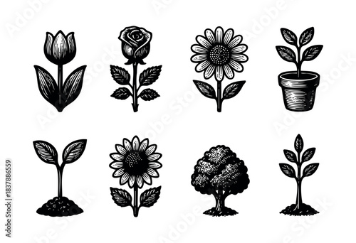 A collection of eight engraved botanical illustrations of flowers and plants including a tulip, rose, sunflower, and saplings — stock illustration.