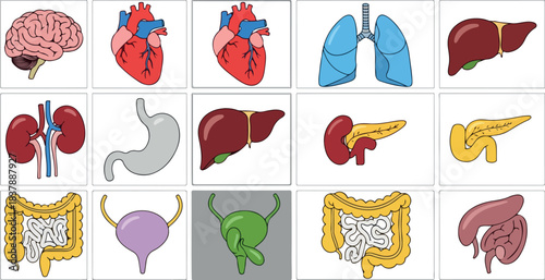 Infographic illustration of various human organs on a clean white background in a grid layout with colorful medical icons.