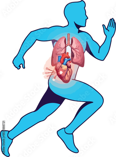 Illustration of a running man with visible internal organs, including heart and lungs, against a white background.