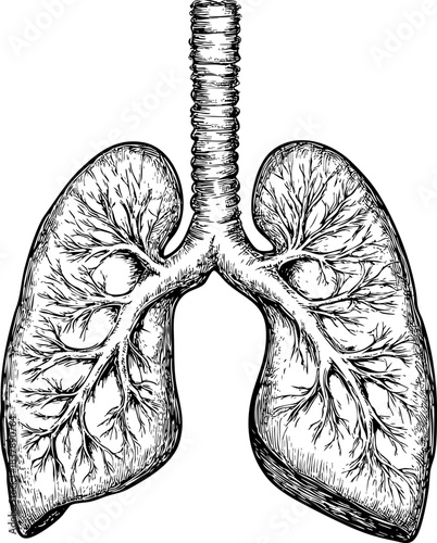Detailed vintage illustration of human lungs with intricate structure.