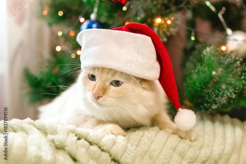 Adorable Fluffy Cat in Santa Hat Celebrating Christmas Holidays at Cozy Home near Christmas Tree.
