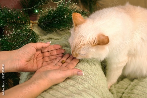 Loving Hands of Owner Feeds Pet Cat on Soft Blanket near Holiday Tree. Feline Friend Receives Treat.