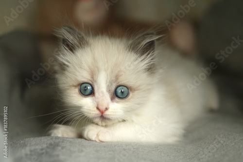 Adorable Ragdoll Kitten with Captivating Blue Eyes Lying Down. Innocence and Charm, Pet Photography.
