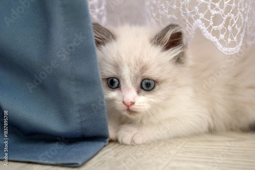Adorable White Fluffy Ragdoll Kitten Looking from Behind Curtain, Capturing Innocence and Curiosity.
