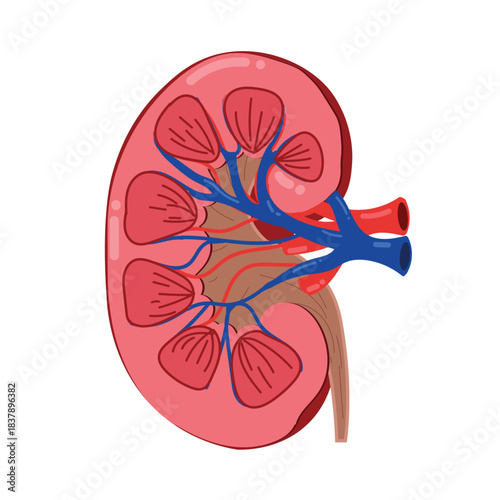 Human kidney internal anatomy. 
