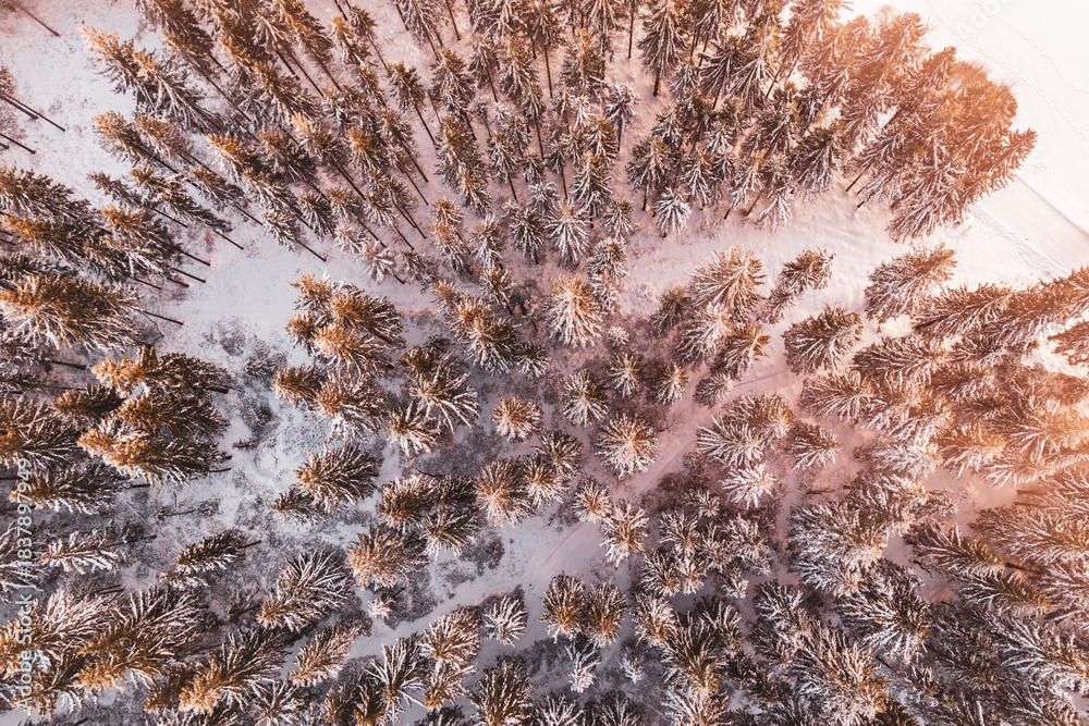 Naklejka premium A winter forest viewed from above during the evening. Spruce and coniferous trees fill the landscape, covered in snow. The light highlights the treetops.
