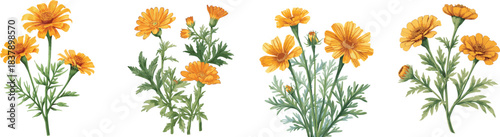 Calendula medicinal herb flowers set watercolor botanical illustration. Hand drawn vintage style calendula officinalis anti inflammatory healing plant blossoms element isolated on white background