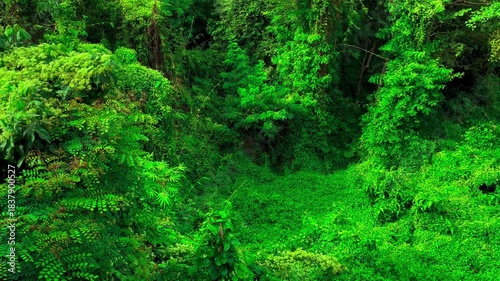 Landscape Windblown Green Leaves, Overgrown Creeping Plant and Trees with Butterflies Fly Record Video from Temple. Ban Dong Noi, Sakon Nakhon, Thailand. 07 NOV 2024, P.M./ Slow Down Video