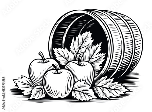 Vintage engraved woodcut style barrel brimming with fresh apples and leaves, perfect for harvest and autumn seasonal themes in graphic projects.