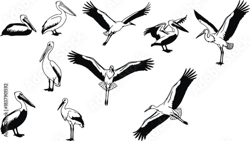 Pelican and stork line art vector illustration collection