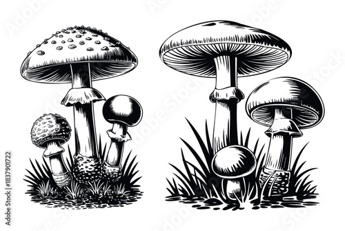 Black and white woodcut style graphic of various mushrooms growing in grass, perfect for natural themes and botanical art applications.