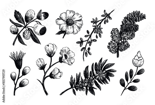 Botanical line art collection featuring delicate floral branches and fruit sprigs, perfect for natural product branding, elegant invitations, and organic design projects.