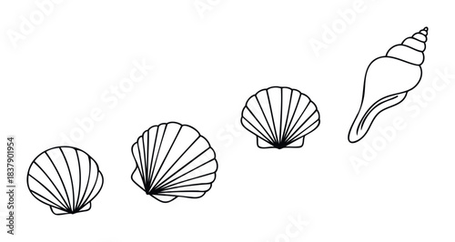 Set of four black and white line drawings of seashells, featuring two fanshaped scallop shells, one spiral conch shell, and one smaller fanshaped shell arranged diagonally on a white