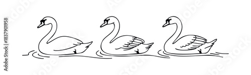Three elegant swans gracefully glide on calm waters, perfect for symbolizing grace, nature, and serenity in serene wildlife or tranquil water themes.