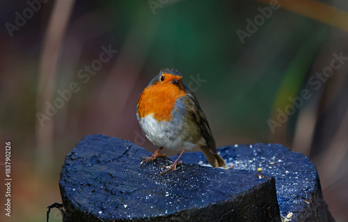 Eurasian robin perched on a log