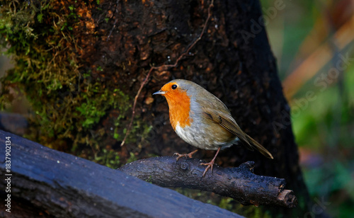 Eurasian robin perched on a log