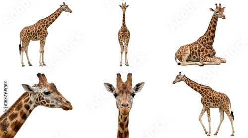 set of a giraffe in different poses, sitting, standing, and a head closeup, isolated on a transparent background