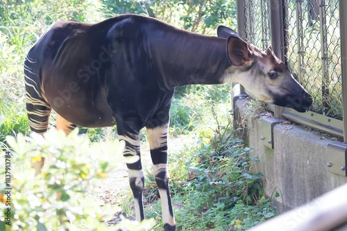 Fototapeta samoprzylepna オカピ