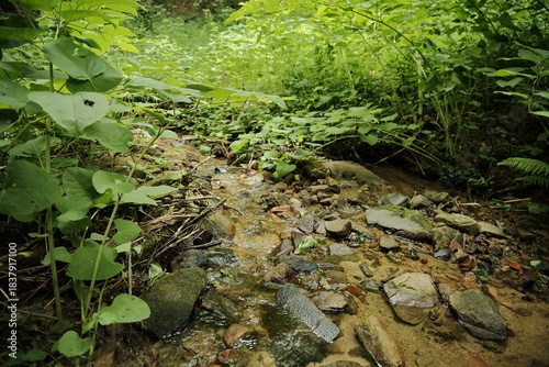 Small clear forest creek flowing through green plants and stones