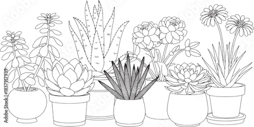 Collection of potted succulents and daisy flowers line art illustration plant