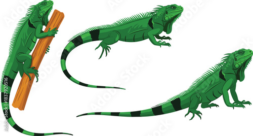 Three green iguanas depicted in a flat illustration style on a white background reptile