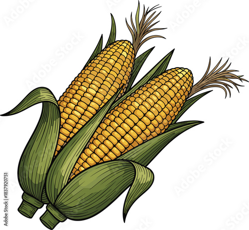 Two ripe yellow corn cobs with green husks and brown tassels maize