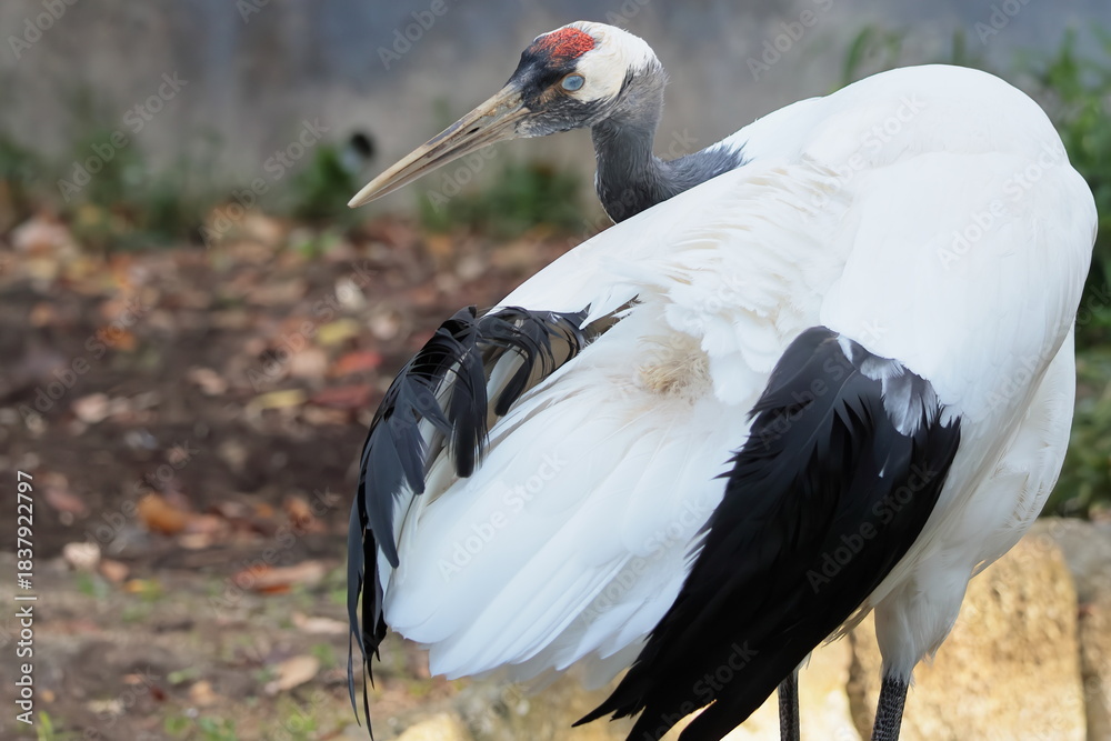 Naklejka premium タンチョウ