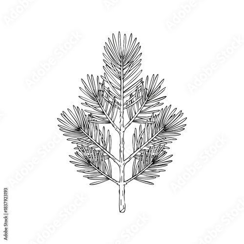 Detailed black and white line drawing of a pine leaf on a plain white background with intricate needle-like patterns.