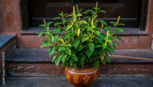 Sacred Tulsi Plant in Ornate Pot Holy Basil, Ocimum Sanctum, Medicinal Herb, Spiritual Significance, Indian Culture, Home Garden.
