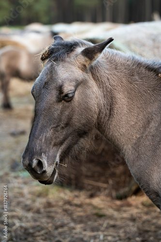 A Polish horse grazing in a forest in a herd. Selective focus.