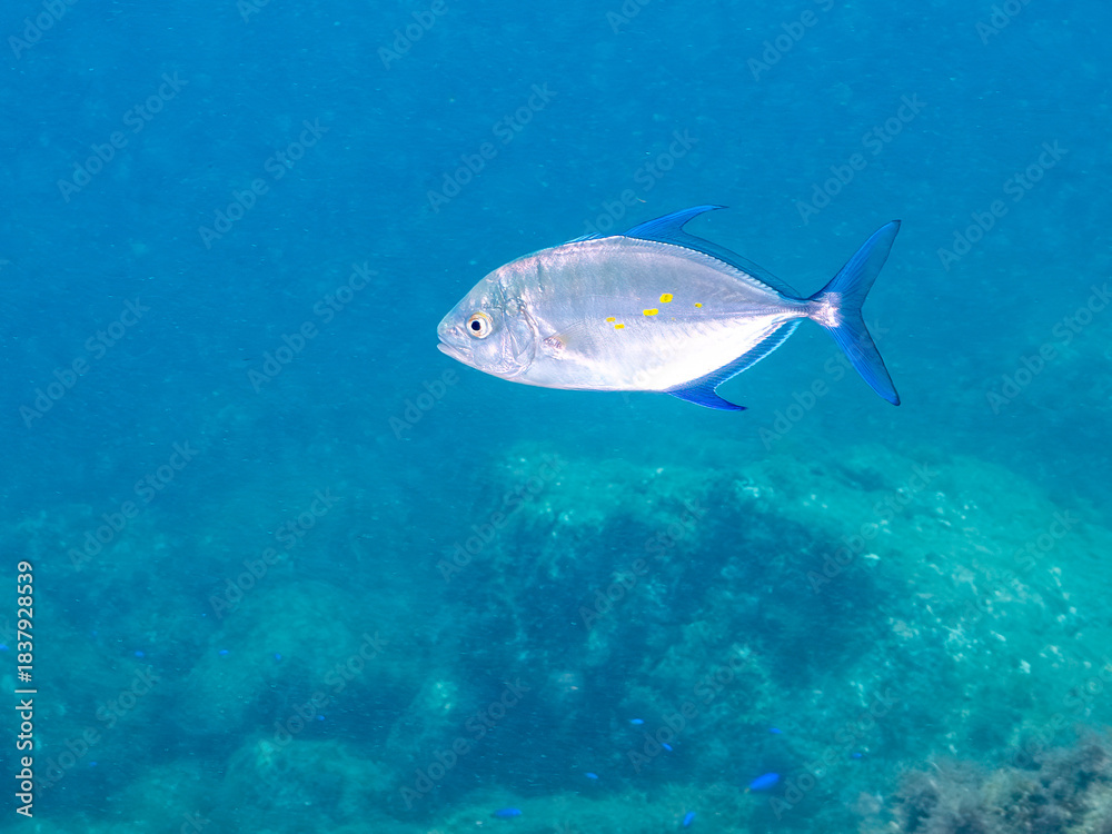 Naklejka premium ナンヨウカイワリ, Island trevally, Ferdauia orthogrammus, アジ科, 他の群れ。 ヒリゾ浜南伊豆町中木 静岡県伊豆半島-2025 日本有数のシュノーケリングスポット。 夏の数カ月間だけ渡し船で行ける。 水質透明度魚影が素晴らしい。 