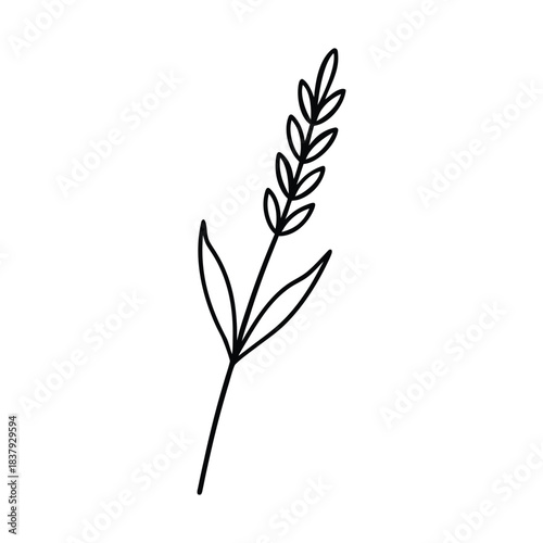 Minimal lavender sprig line art illustration with elegant aromatic herb style Vector illustration
