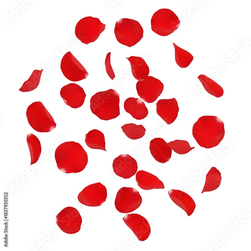 Vibrant red rose petals gently floating down on transparent background 